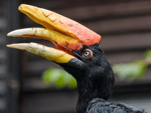 Matka samice dvojzoborožce Markéta je s 10 odchovanými mláďaty evropskou rekordmankou. Foto: Petr Hamerník, Zoo Praha Matka samice dvojzoborožce Markéta je s 10 odchovanými mláďaty evropskou rekordmankou. Foto: Petr Hamerník, Zoo Praha