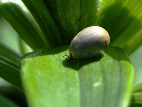 Klíšťatům začala sezóna. Foto: pixabay.com Klíšťatům začala sezóna. Foto: pixabay.com