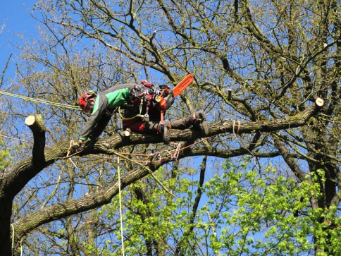 O bezpečné procházky Kunratickým lesem se starají arboristé, foto: Lesy Praha O bezpečné procházky Kunratickým lesem se starají arboristé, foto: Lesy Praha