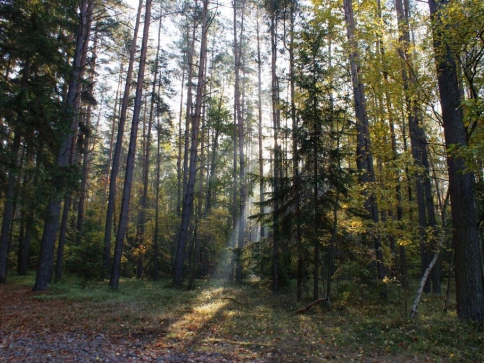 Plošný zákaz úmyslných těžeb dřeva zlikviduje nestátní vlastníky lesů, foto: Stanislava Nopová Plošný zákaz úmyslných těžeb dřeva zlikviduje nestátní vlastníky lesů, foto: Stanislava Nopová