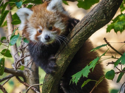 Vzácný přírůstek, mládě pandy červené, foto: Lenka Pastorčáková, Zoo Praha Vzácný přírůstek, mládě pandy červené, foto: Lenka Pastorčáková, Zoo Praha