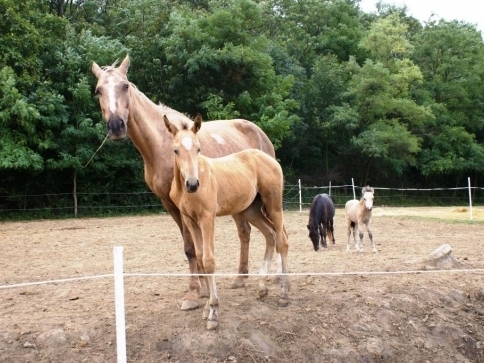 Veterinární lék jen z rukou veterináře Veterinární lék jen z rukou veterináře