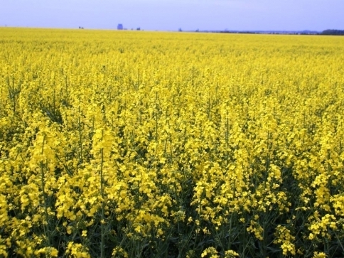 Ministerstvo zemědělství omezí velikost ploch monokultur, foto: Praha Press Ministerstvo zemědělství omezí velikost ploch monokultur, foto: Praha Press