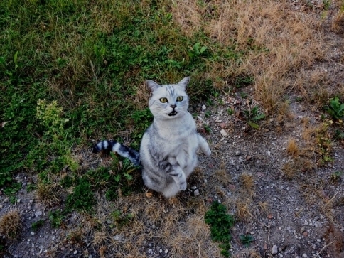 ČSÚ: Češi za péči o domácí mazlíčky utratí dvě miliardy korun ročně, foto: Stanislava Nopová ČSÚ: Češi za péči o domácí mazlíčky utratí dvě miliardy korun ročně, foto: Stanislava Nopová