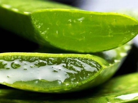 Aloe vera je rostlina léčivá i protirakovinná Aloe vera je rostlina léčivá i protirakovinná