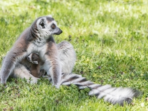 V Zoo Praha se narodilo mládě lemura kata, foto: Vít Lukáš, Zoo Praha V Zoo Praha se narodilo mládě lemura kata, foto: Vít Lukáš, Zoo Praha