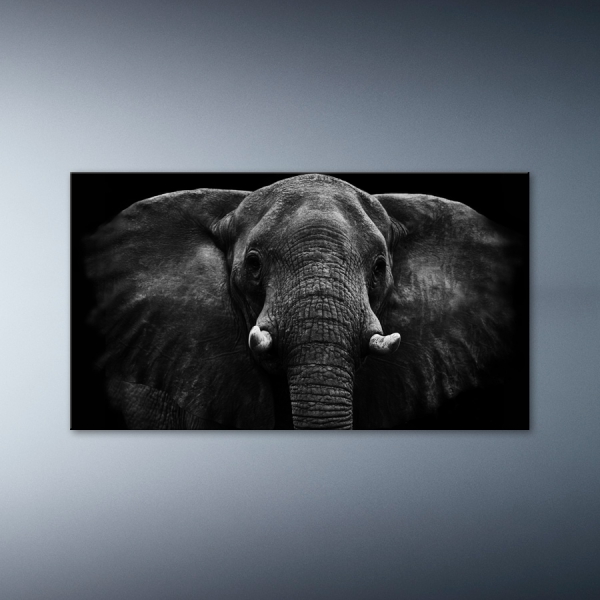 Černobílý portrét slona 80x45cm