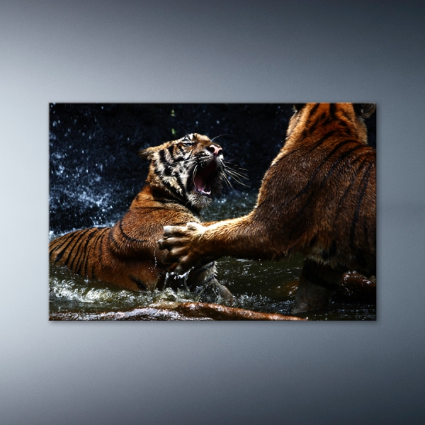 Souboj tygrů ve vodě 60x40cm