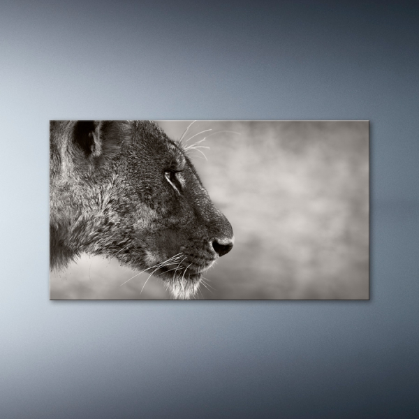 Černobílý portrét lvice 60x35cm