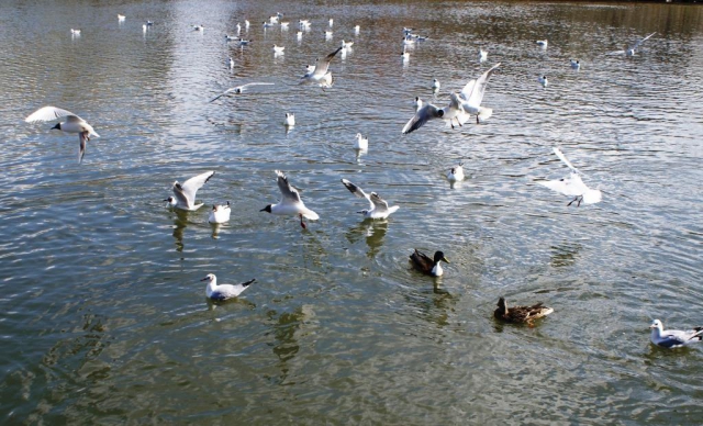 Pražský úsek Vltavy je jedním z nejvýznamnějších zimovišť vodních ptáků u nás. Na první vycházce každého překvapí, kolik ptáků lze v tuto dobu na Vltavě přímo uprostřed velkoměsta pozorovat. Foto Praha Press