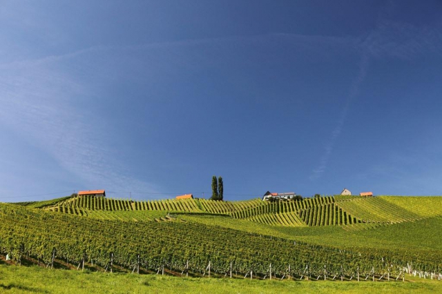 Murskou cyklotrasu lemují nádherné štýrské vinice © Steiermark Tourismus / Ikarus