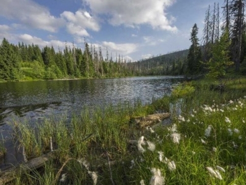 Foto: Národní park Šumava