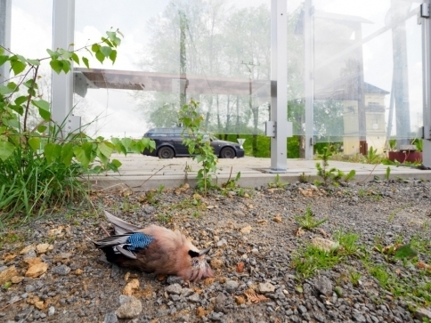 Po nárazu do prosklené plochy v Česku zahyne každý rok milion ptáků. Jedná se o jednu z nejčastějších příčin, proč u nás ptáci umírají. Foto: Ludmila Korešová Po nárazu do prosklené plochy v Česku zahyne každý rok milion ptáků. Jedná se o jednu z nejčastějších příčin, proč u nás ptáci umírají. Foto: Ludmila Korešová