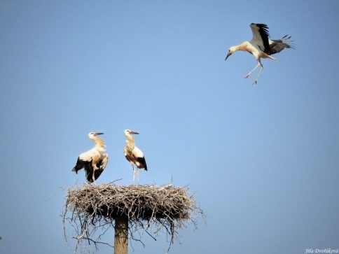 Foto: Jitka Dvořáková Foto: Jitka Dvořáková