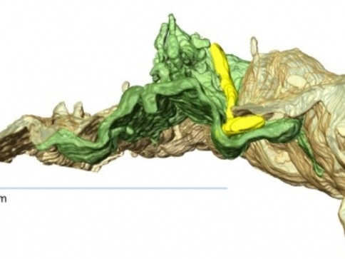 Foto: Vizualizace prostupu borelie stěnou cévy. Hnědě a zeleně jsou znázorněny dvě sousedící endoteliální buňky tvořící stěnu cév. Borelie (žlutě) se je nesnaží provrtat, ale spíš se do ní zanořuje. Foto: Vizualizace prostupu borelie stěnou cévy. Hnědě a zeleně jsou znázorněny dvě sousedící endoteliální buňky tvořící stěnu cév. Borelie (žlutě) se je nesnaží provrtat, ale spíš se do ní zanořuje. Hledá „skulinku“ ve spoji buněk v místě, kde k sobě úplně nedoléhají.