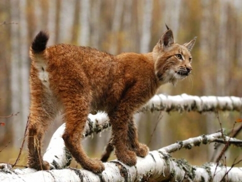 Rys/ autor: Brož/NP Šumava