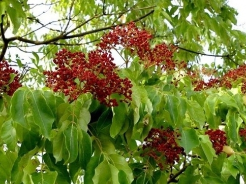 Jeden z klimaticky odolnějších druhů: Čtverák Danielův/ autor: archiv