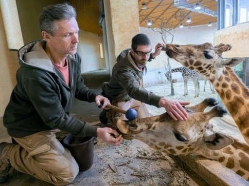 Foto: Petr Hamerník, Zoo Praha