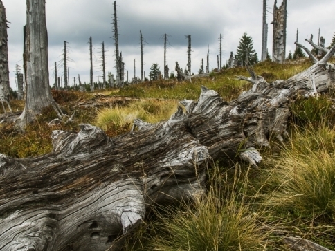 To, co se zdá mrtvé, je základem nového života. Foto Kamila Antošová, archiv Správy KRNAP