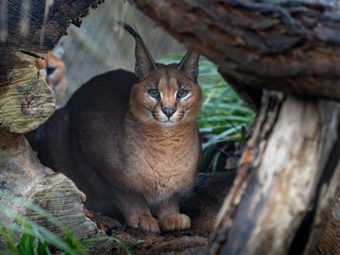 Krakal, Zoo Praha/ autor: Oliver Le Que