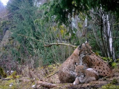 Foto: Lesy České republiky
