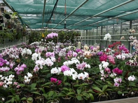 Orchideje i tropické motýly je možné navštívit ve sklenících BZA MENDELU