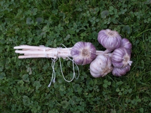 Ilustrační foto: Stanislava Nopová