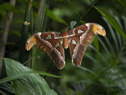 MOTÝLI: Umění přežít/botanicka.cz