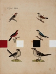 Ptačí partitura, 2008, akryl, tisk, papír, 28,5 x 27,5 cm, foto GHMP