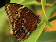 Obdivujte krásu létajících exotických motýlů ve skleníku Fata Morgana. Foto Václava Felixová