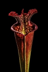 Nepenthes ventricosa, foto Botanická zahrada Praha