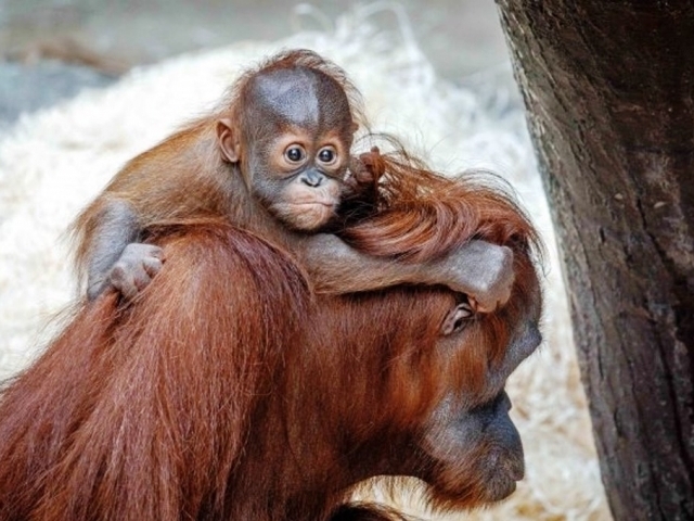 Foto: Jako pytel blech. Samec orangutana sumaterského Kawi s rostoucím zájmem zkoumá okolí. Autor: Miroslav Bobek, Zoo Praha
