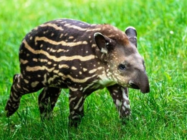 V dolní části areálu Zoo Praha mohou návštěvníci pozorovat teprve dva měsíce starou samici tapíra jihoamerického Jasmínu. Autor: Oliver Le Que, Zoo Praha