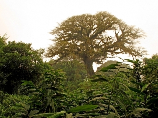 Foto: Botanický ústav AV ČR, Tropický horský prales v Kamerunu