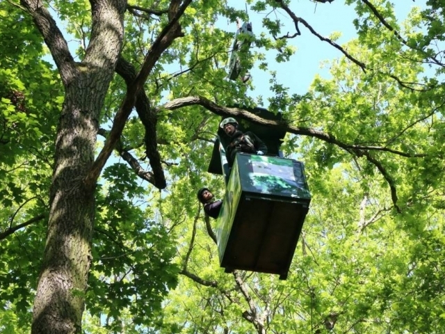 Foto: T. Volfová, BC AV ČR, vědci provádí výzkum v koruně stromu