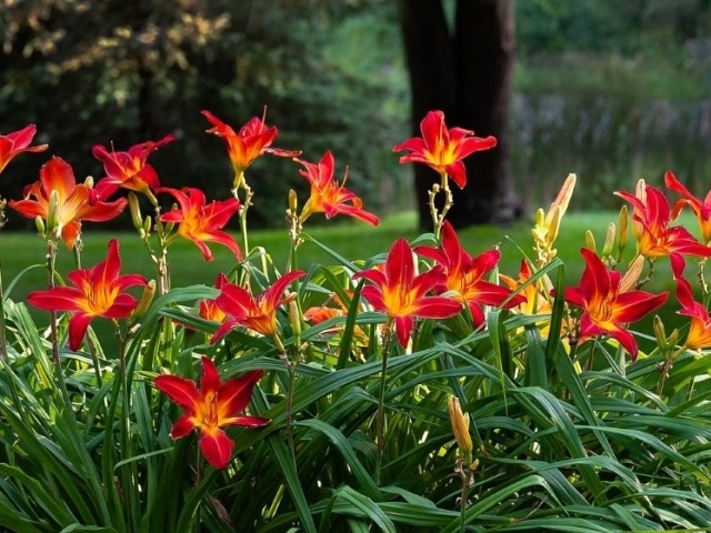 Foto: Daylilies, Flower wallpaper, Nature image/pixabay