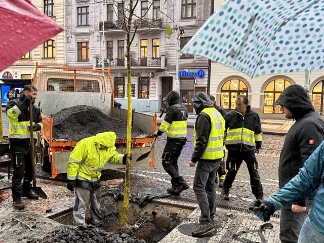 výsadba stromů/TSK Praha