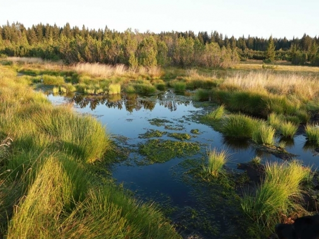 Opětovné zavodnění rašeliniště/NPŠumava