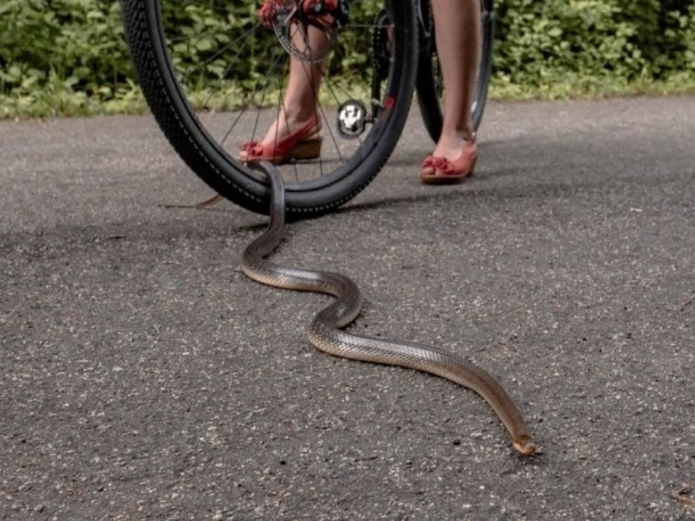 Na rozpálených asfaltových cestách se v létě často vyhřívají hadi a ještěrky, foto: Michal Schneider