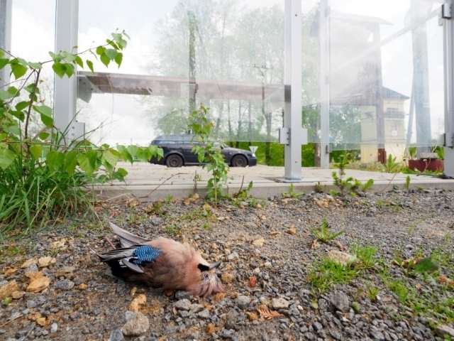 Po nárazu do prosklené plochy v Česku zahyne každý rok milion ptáků. Jedná se o jednu z nejčastějších příčin, proč u nás ptáci umírají. Foto: Ludmila Korešová