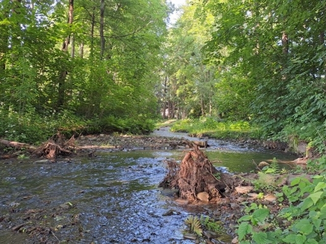 Foto: říčka Frýdlandská Ondřejnice/Lesy České republiky Foto: říčka Frýdlandská Ondřejnice/Lesy České republiky