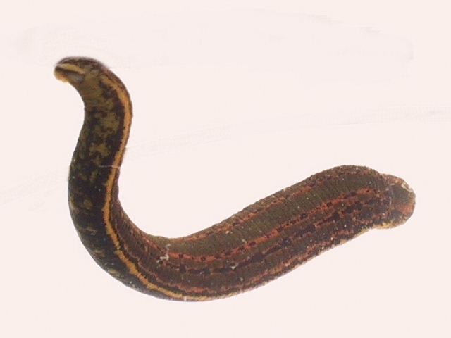 Pijavka lékařská Hirudo medicinalis/autor: Karl Ragnar Gjertsen