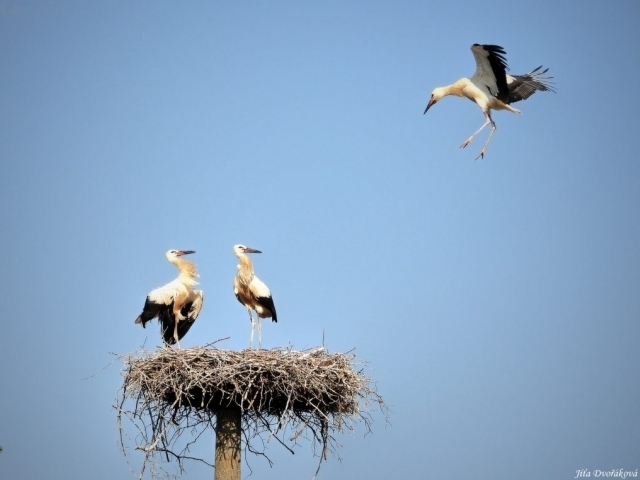 Foto: Jitka Dvořáková Foto: Jitka Dvořáková