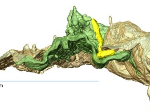 Foto: Vizualizace prostupu borelie stěnou cévy. Hnědě a zeleně jsou znázorněny dvě sousedící endoteliální buňky tvořící stěnu cév. Borelie (žlutě) se je nesnaží provrtat, ale spíš se do ní zanořuje. Foto: Vizualizace prostupu borelie stěnou cévy. Hnědě a zeleně jsou znázorněny dvě sousedící endoteliální buňky tvořící stěnu cév. Borelie (žlutě) se je nesnaží provrtat, ale spíš se do ní zanořuje. Hledá „skulinku“ ve spoji buněk v místě, kde k sobě úplně nedoléhají.