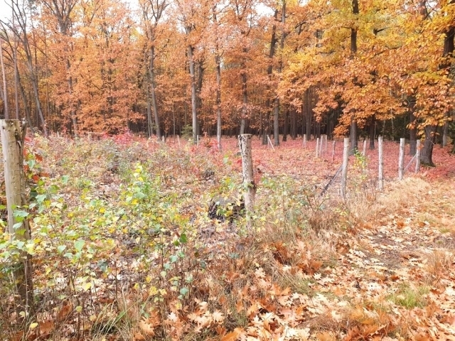 Ilustrační foto: Stanislava Nopová