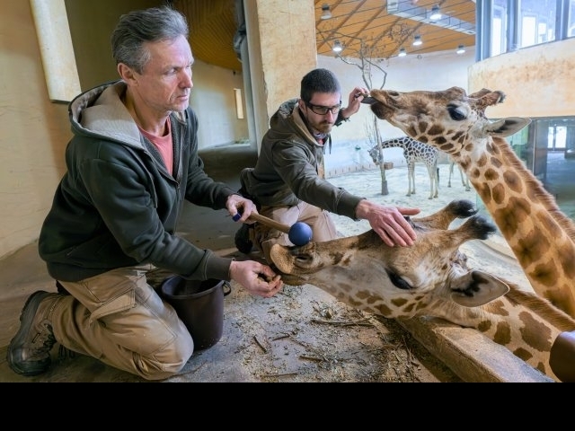 Foto: Petr Hamerník, Zoo Praha Foto: Petr Hamerník, Zoo Praha