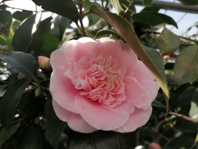 Kamélie/ Státní zámek Rájec nad Svitavou Kamélie/ Státní zámek Rájec nad Svitavou