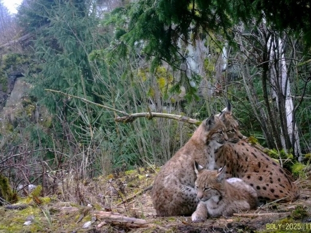 Foto: Lesy České republiky Foto: Lesy České republiky