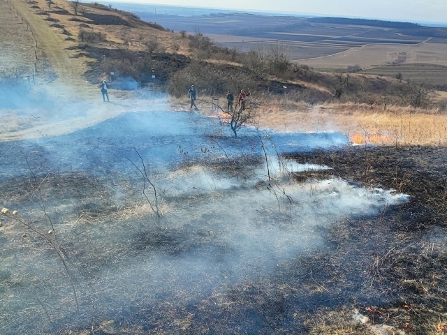 Oheň může pomoci zachránit biodiverzitu suchých trávníků/MENDELU