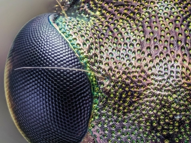 Fascinující svět hmyzu představí Moravské zemské muzeum